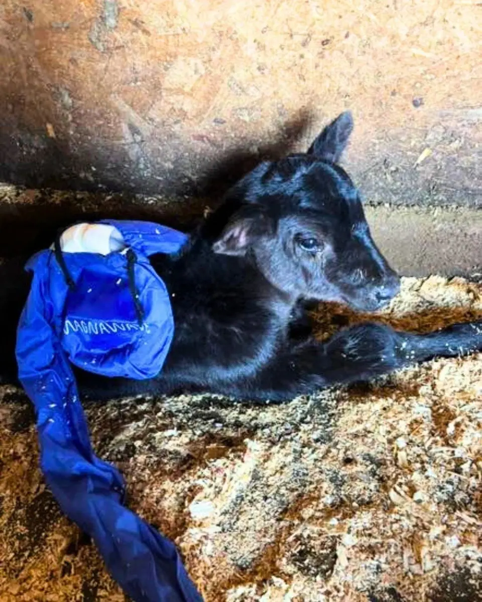 A young black calf resting with a MagnaWave loop