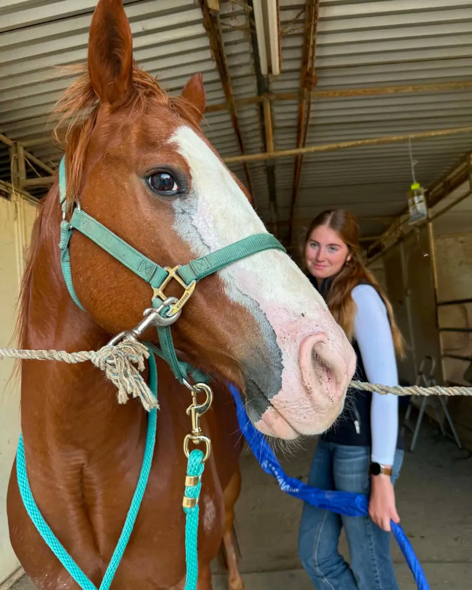 A chestnut horse with a white blaze leaning into Sydnie during a session
