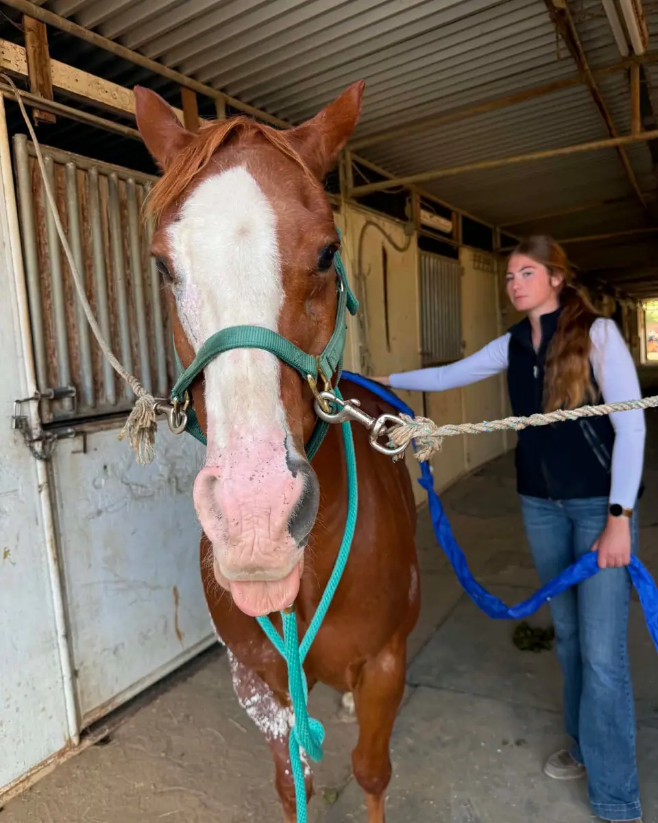 A chestnut horse with a soft, relaxed mouth during a session