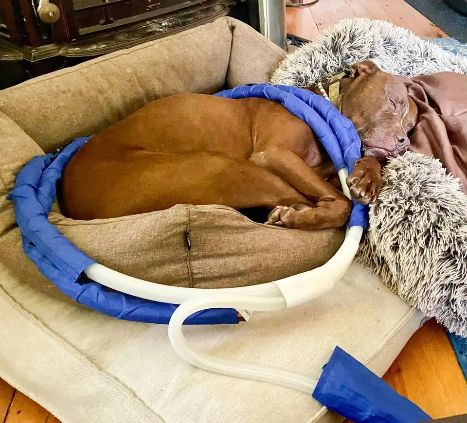 A dog curled up in its bed with a MagnaWave loop