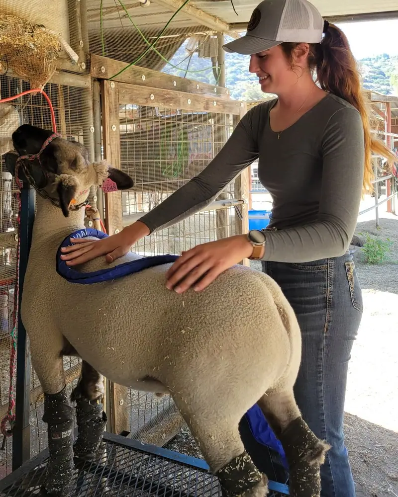 Instagram post: Meet Hoss and Stewie!  These boys are headed to the San Diego County Fair next week to…