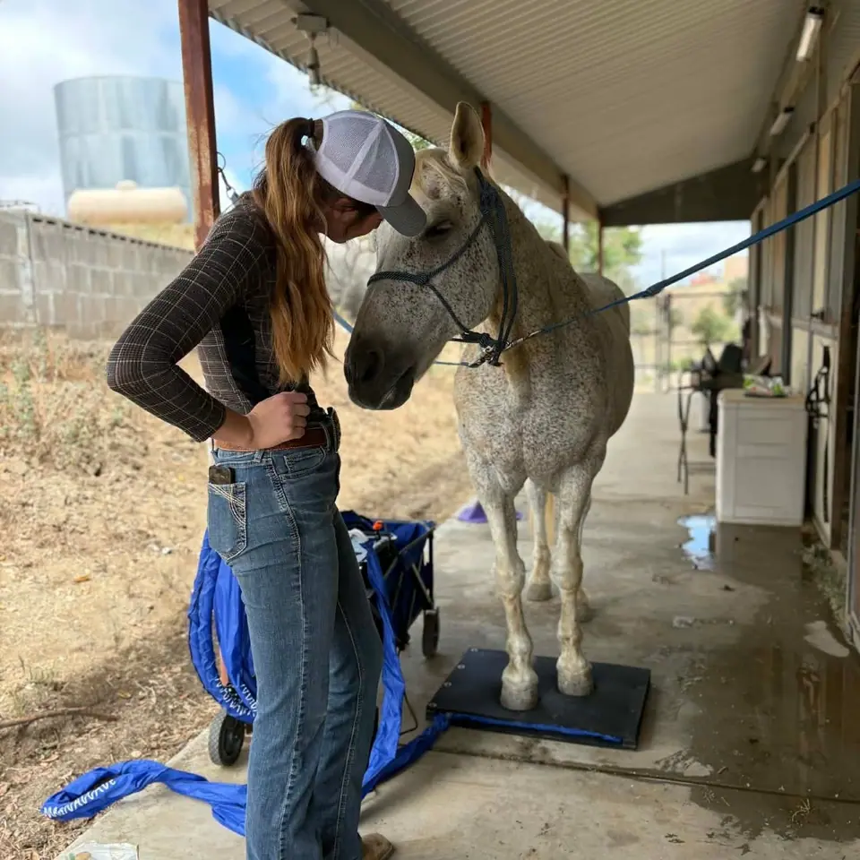 A grey horse standing on the PEMF mat while Sydnie works