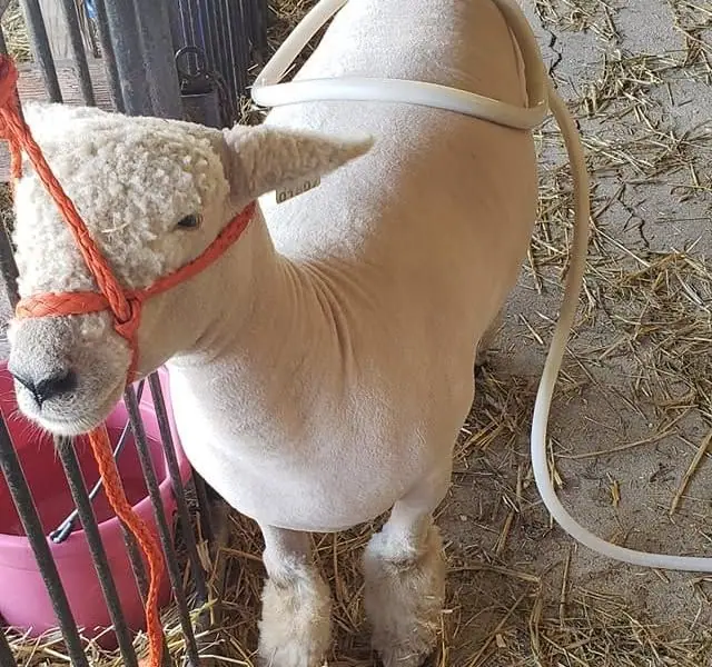 A show lamb with a MagnaWave loop in a fair pen