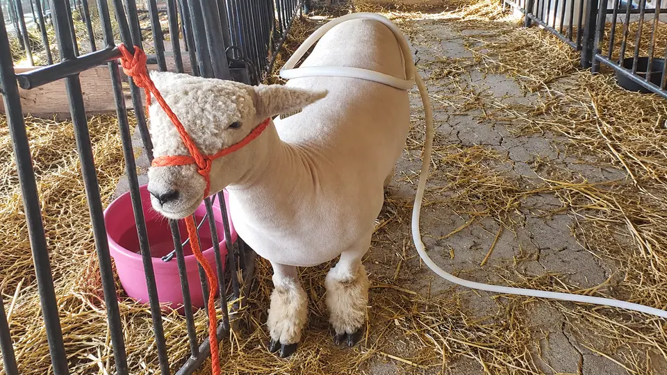 A show lamb relaxing in a fair pen during a MagnaWave session
