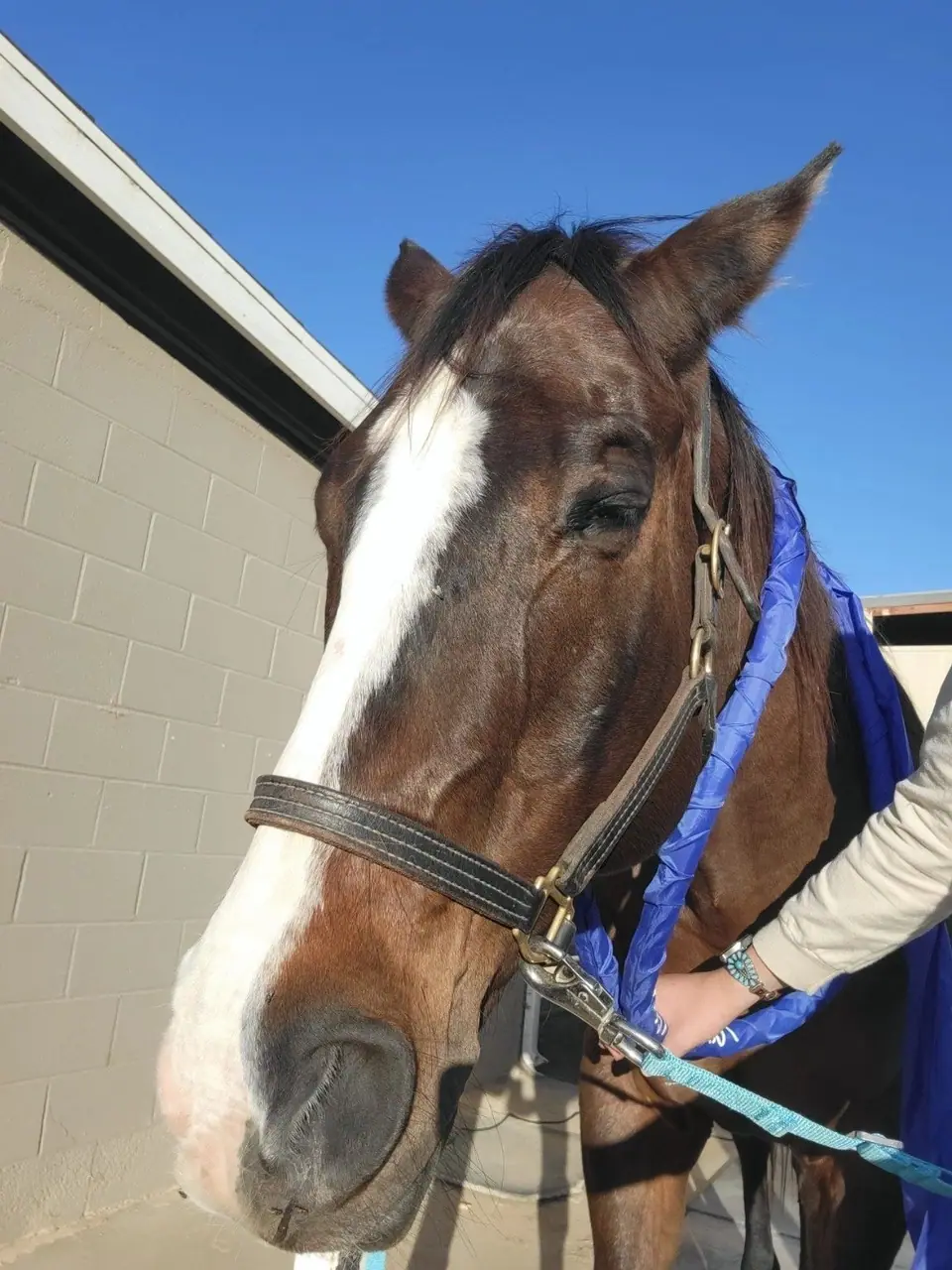 Oso, a bay horse, wearing a MagnaWave loop