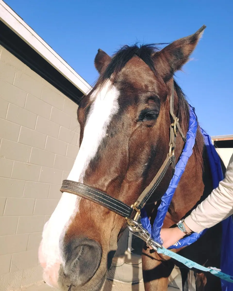 A paint horse wearing a MagnaWave loop around the neck