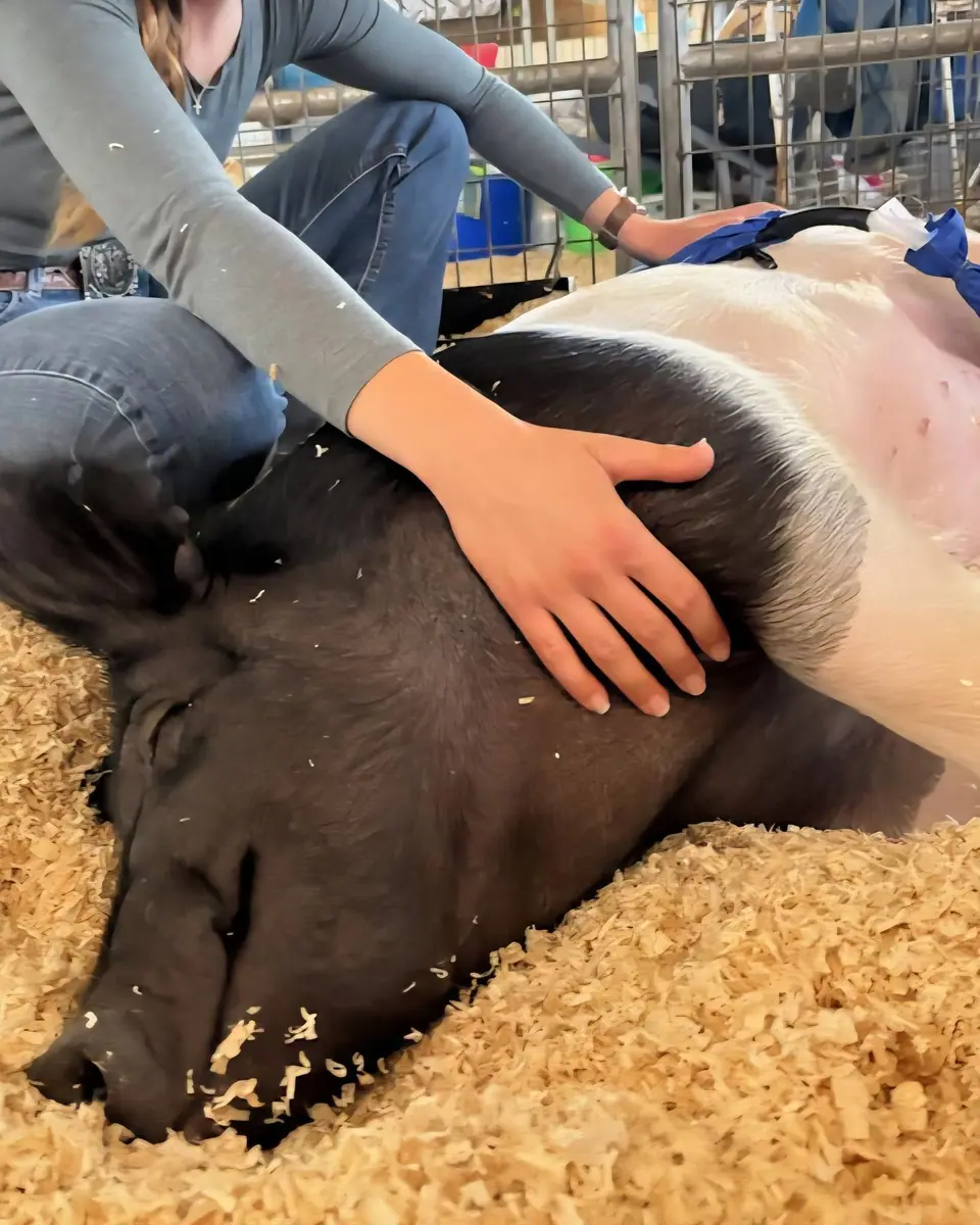 Sydnie's hand resting on a show pig asleep in the shavings