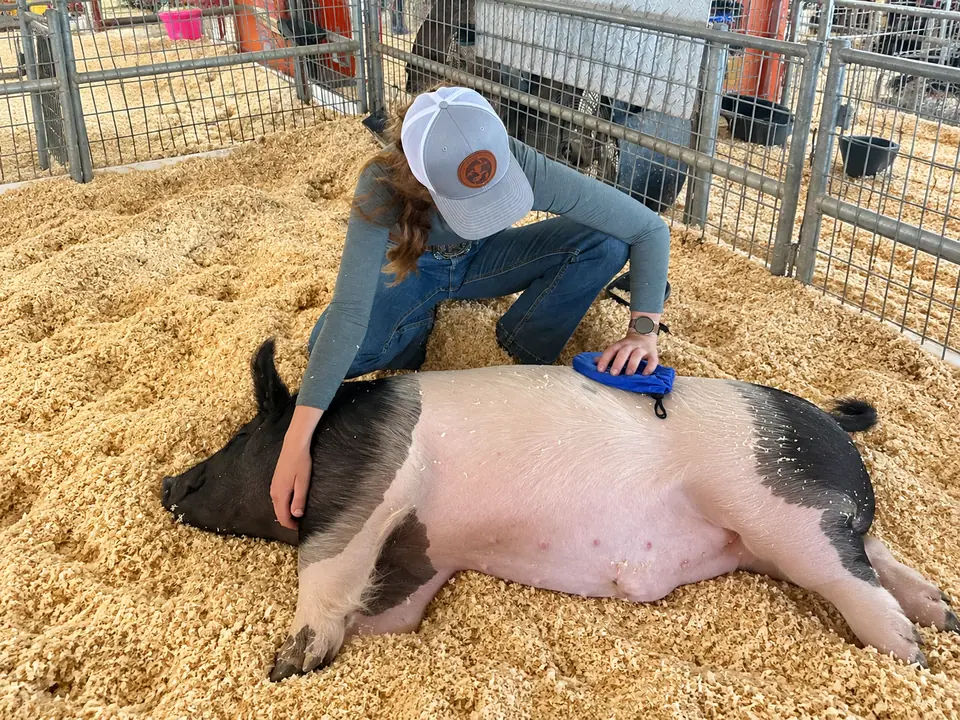 Sydnie kneeling in the shavings with a show pig during a session