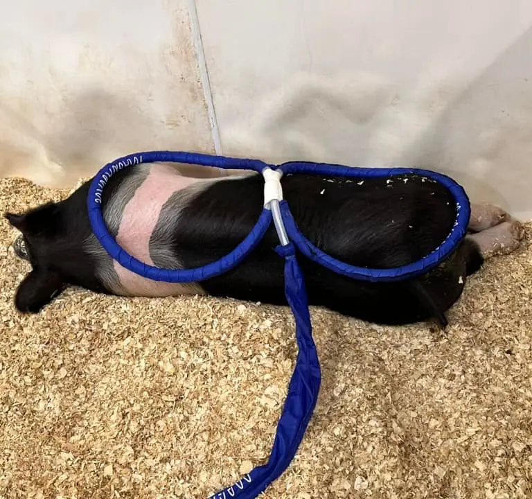 A show pig lying in the shavings wearing the Wave Wings