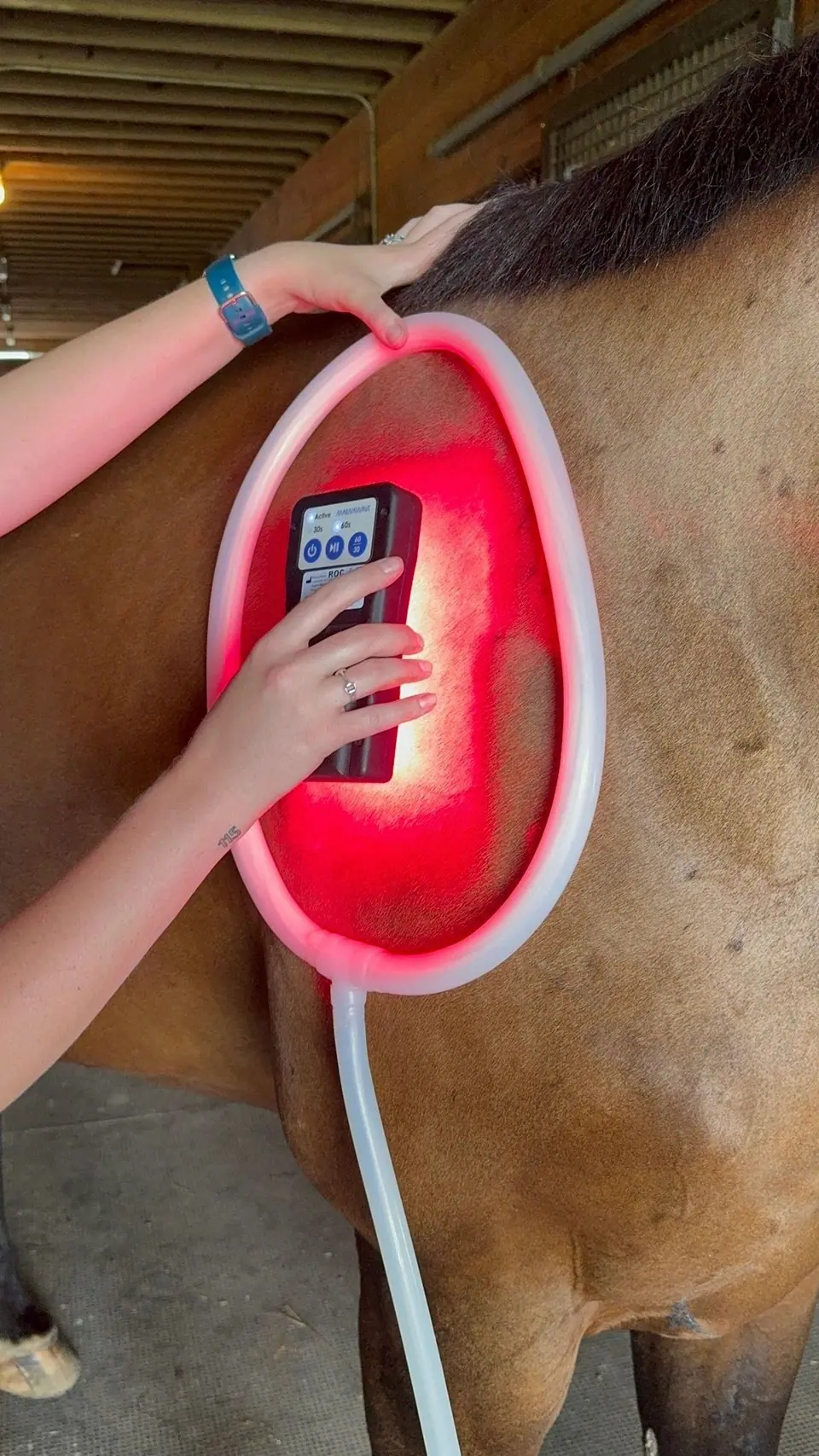 Close-up of the ROC red light glowing on a horse's coat