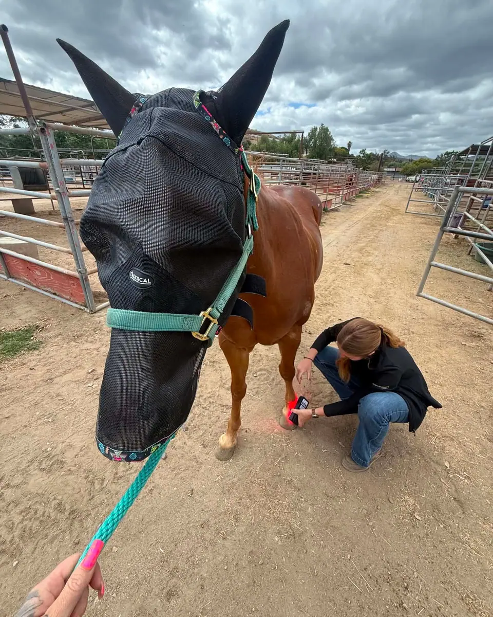 Sydnie holding the ROC red light on a horse's leg in the barn aisle