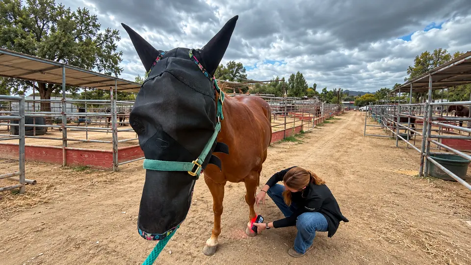 Sydnie holding the ROC red light on a horse's lower leg