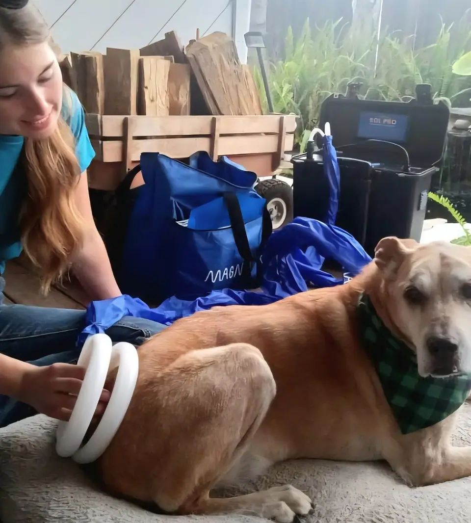Sydnie placing a MagnaWave loop on a senior dog's leg