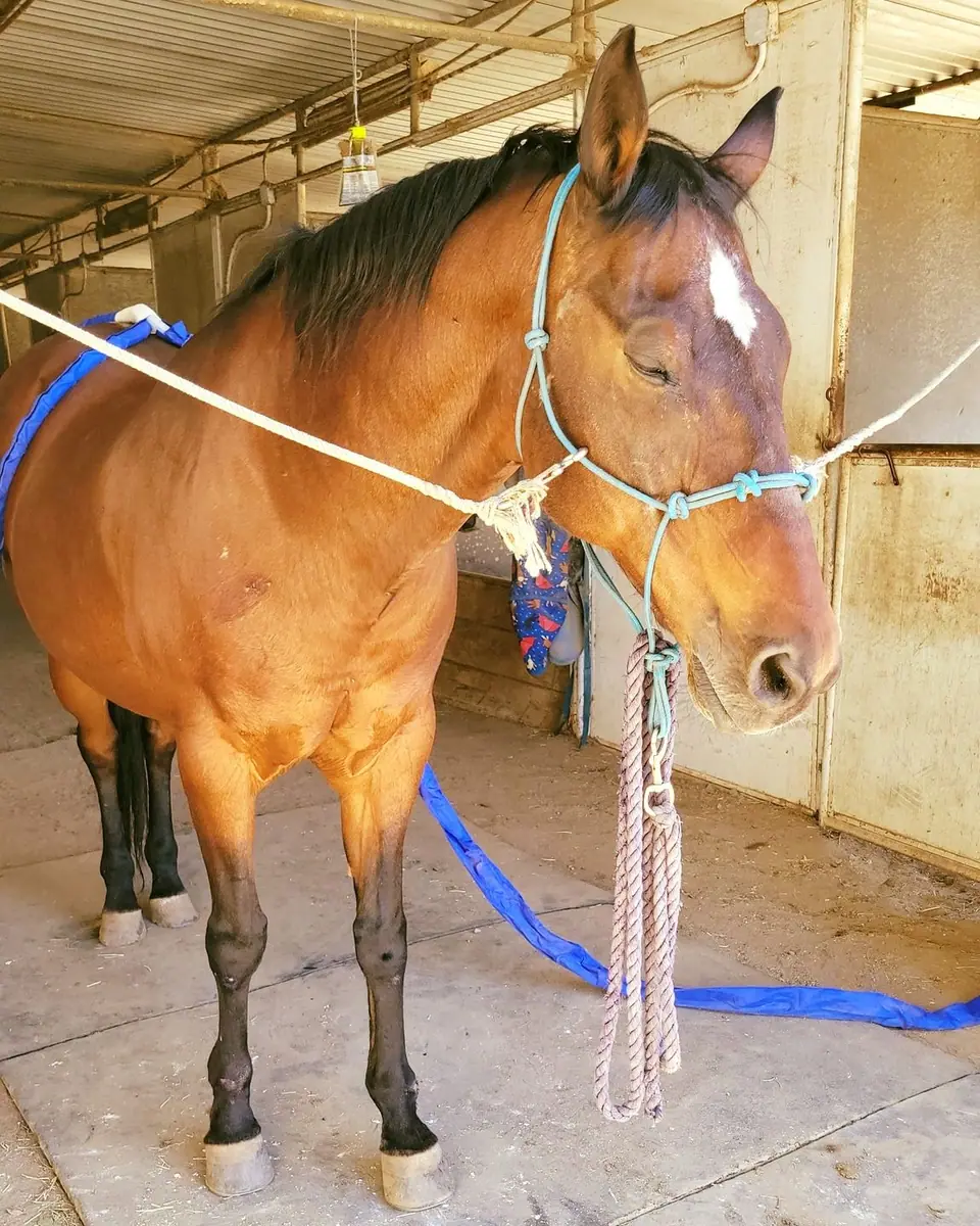 The same bay horse at the end of the session, head low and relaxed
