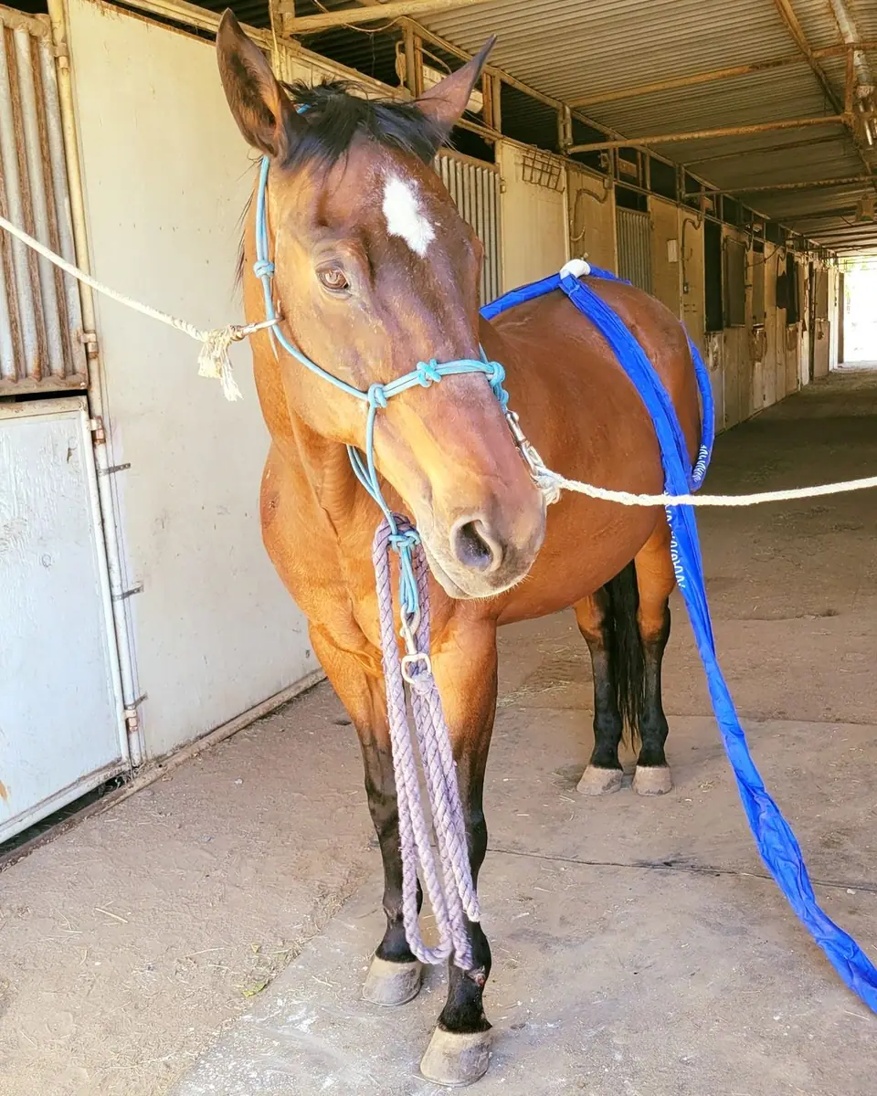 A bay horse at the start of a session, ears up and alert