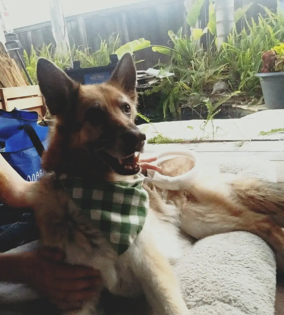 A happy German Shepherd in a bandana during a session