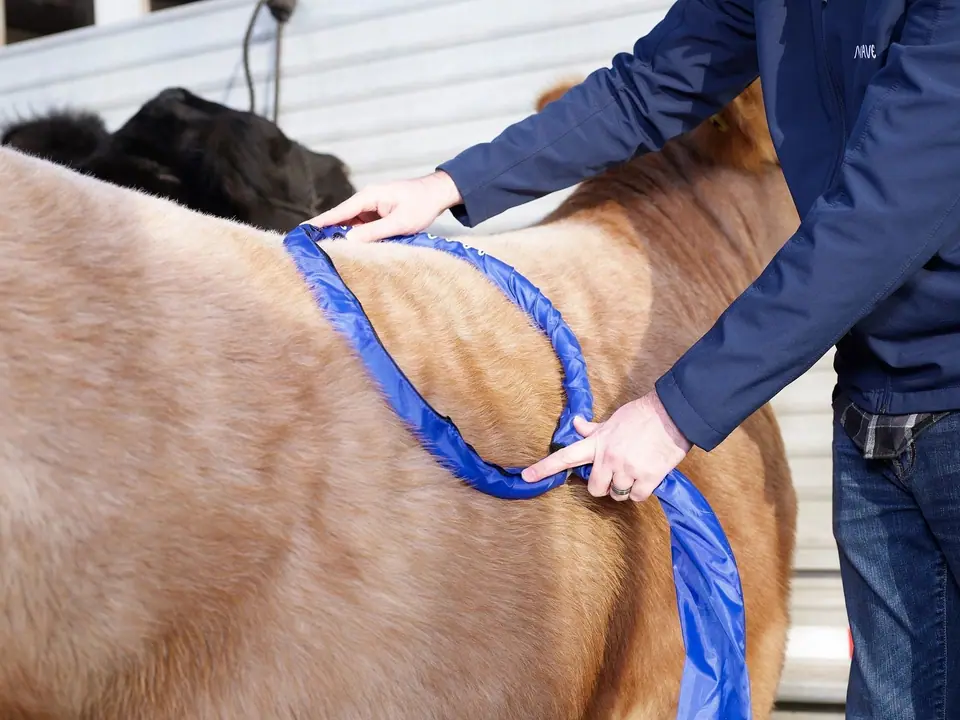 A show steer during a MagnaWave session