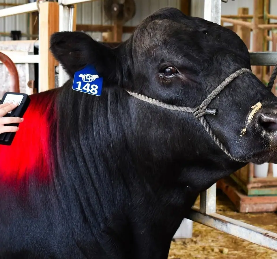 A black show steer with the red light on its neck