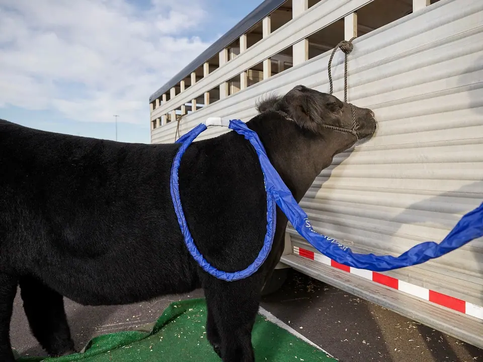 A black show steer wearing a MagnaWave loop beside a livestock trailer