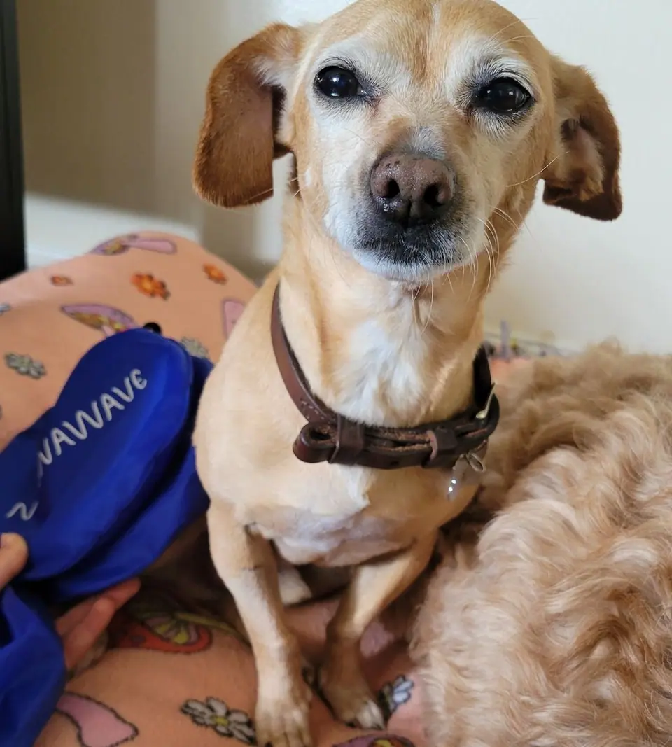 A small tan dog looking at the camera