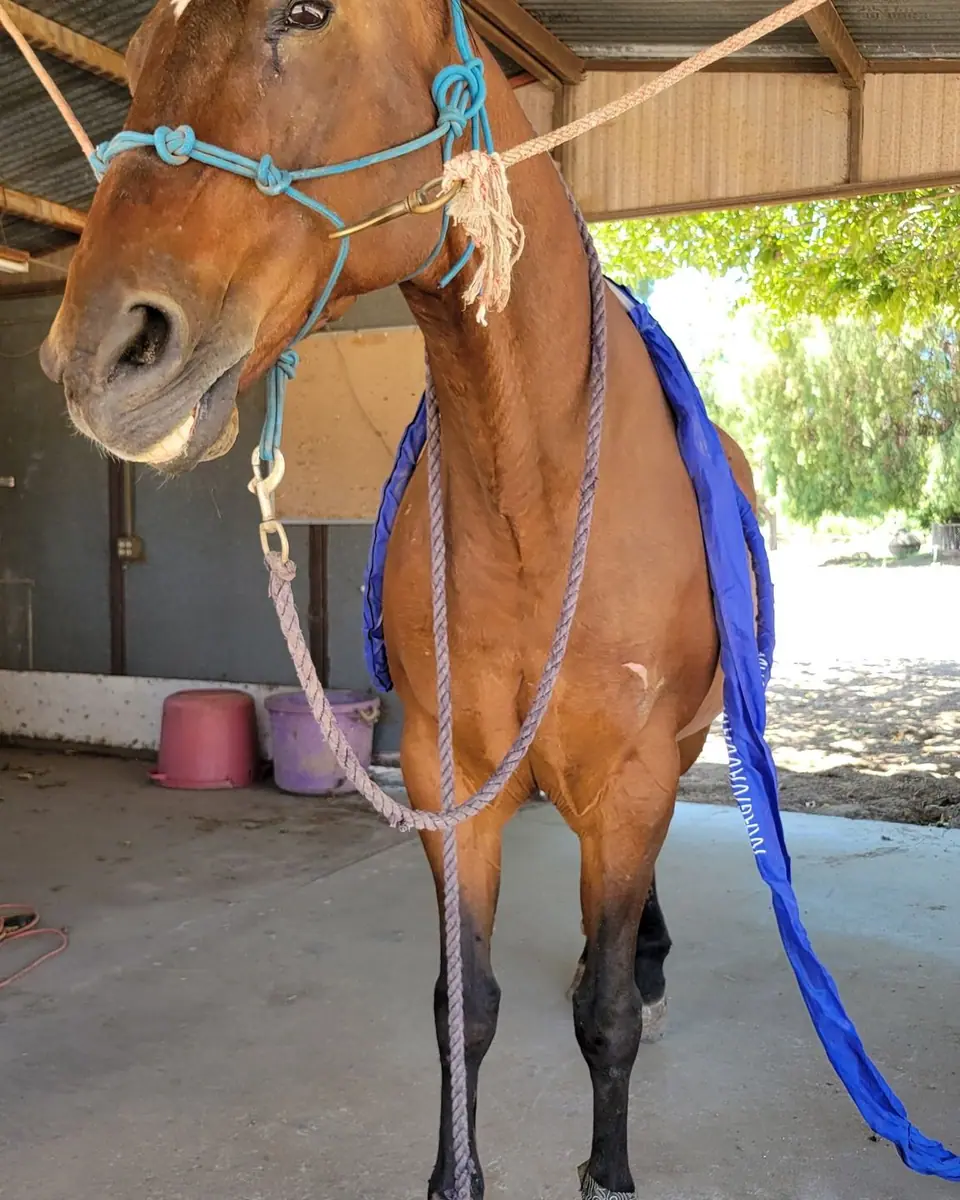 A bay horse wearing the MagnaWave Wave Wings under a shade cover
